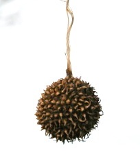 sycamore-seed-ball